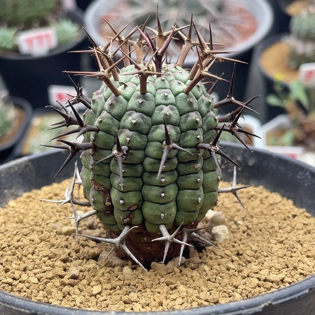 产地玉米尤狂刺群星冠大戟