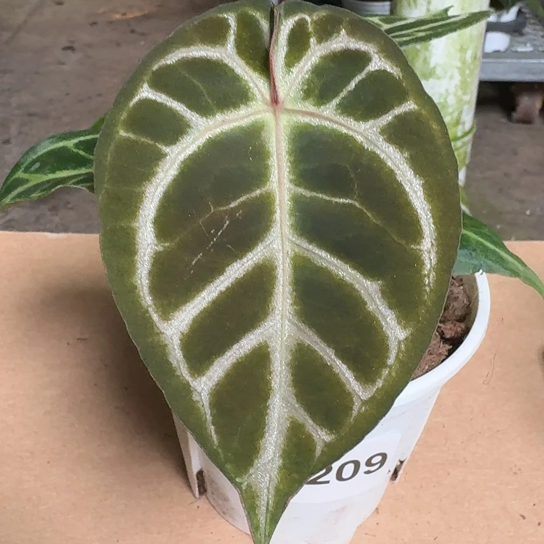 完全开放D209花烛一物一拍