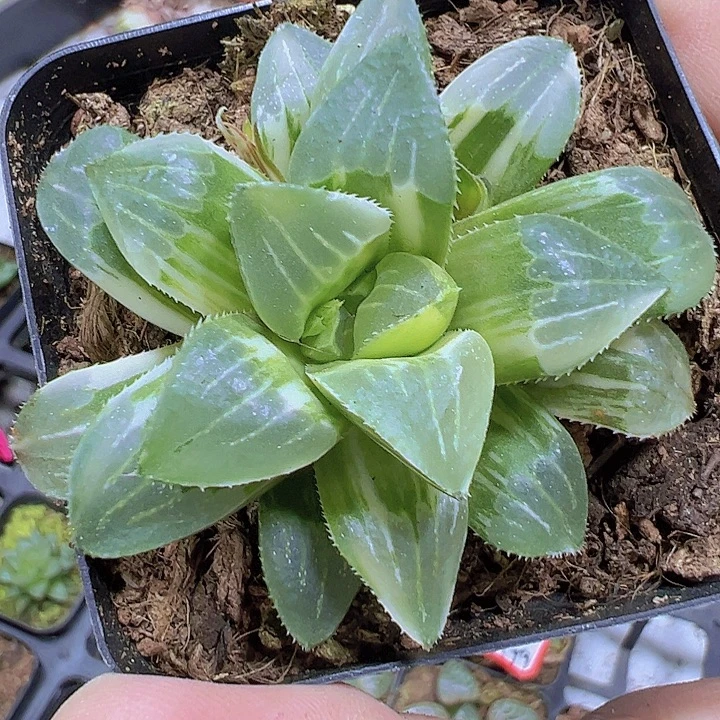 姬寿锦19包邮多肉植物