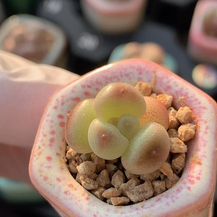 032 萤火虫 星辰 1+2 木质