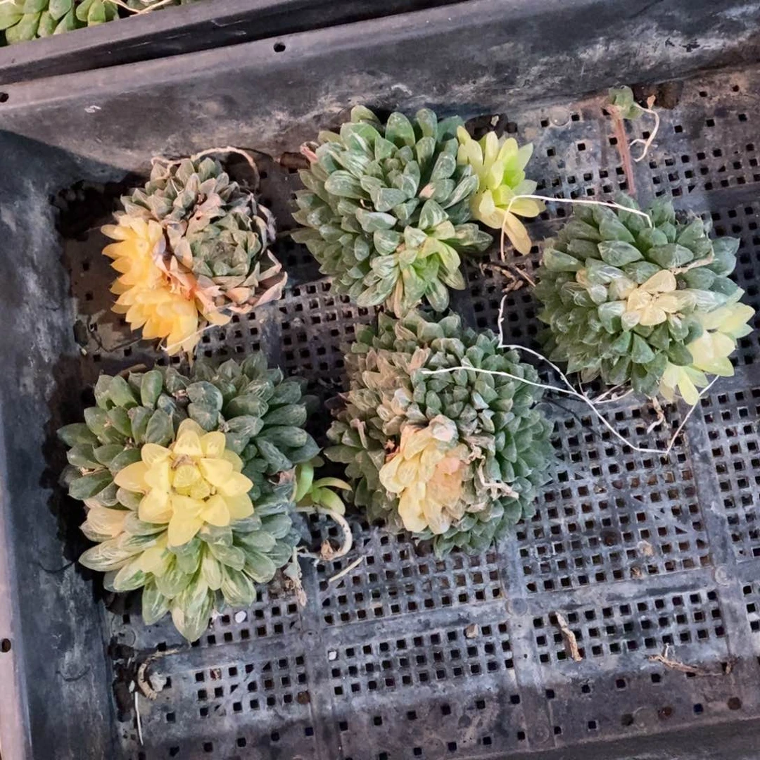 1527 一颗雨露锦群 开播福利