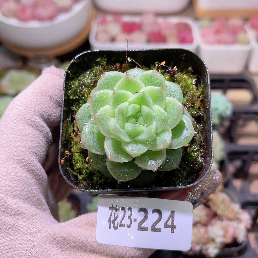 花利美23-224麦秆