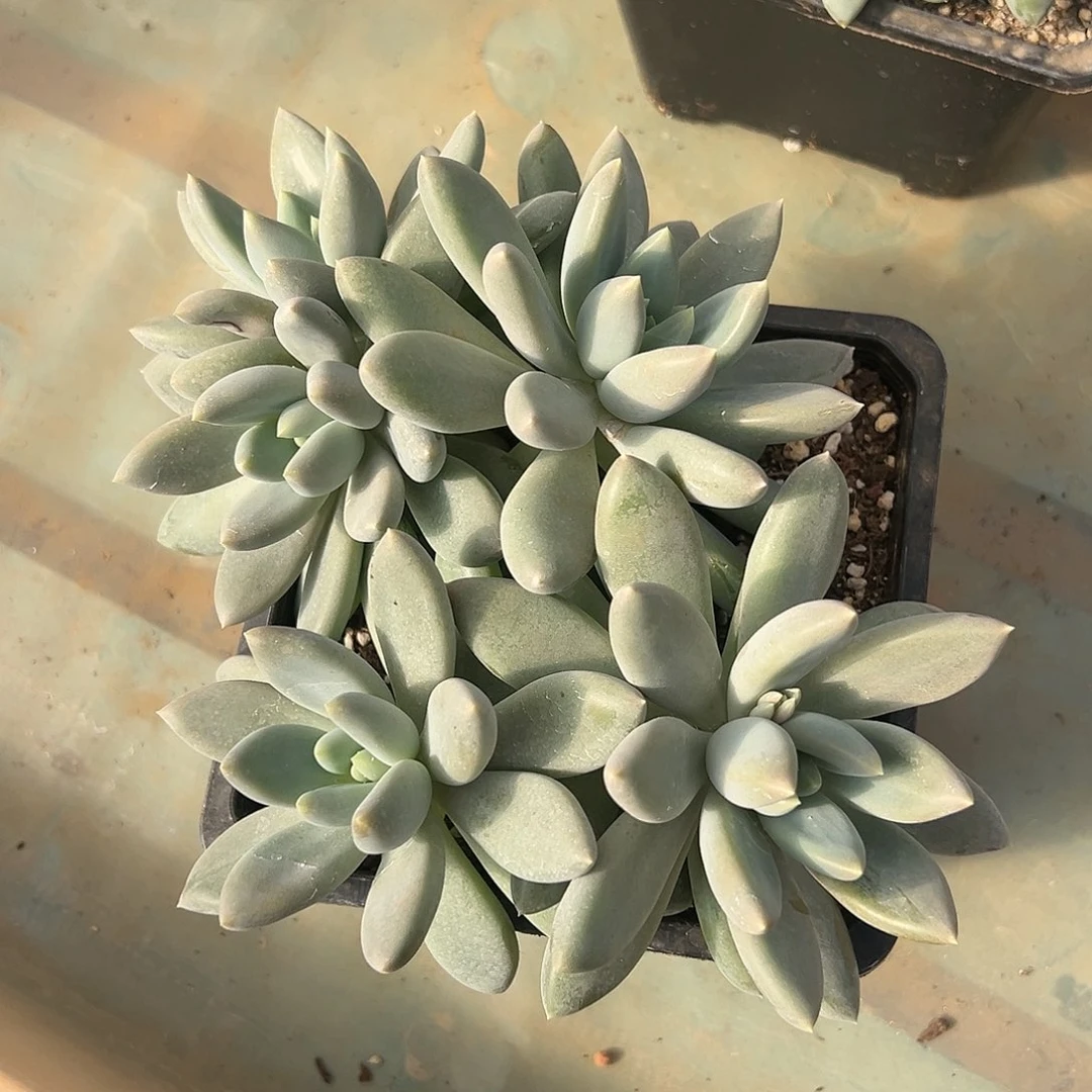 【闪购商品】哥特福利