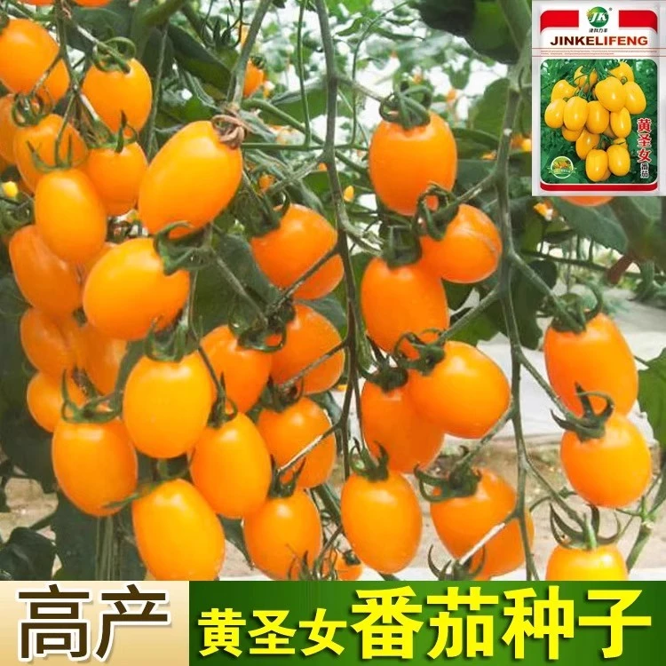 超甜皮薄夏日阳光小黄樱桃番茄苗秧西红柿圣女果种子四季阳台盆栽