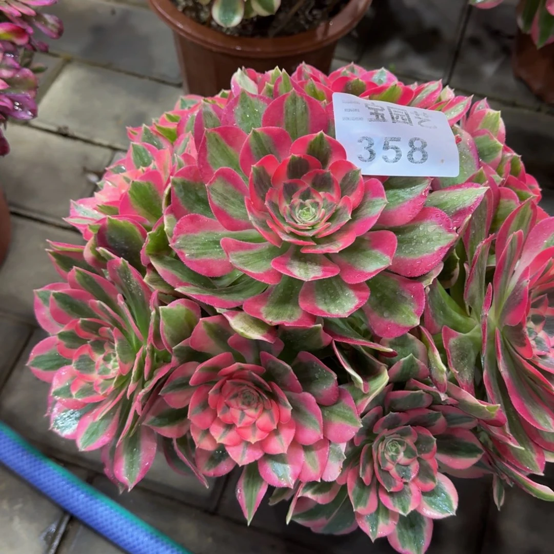 善多肉植物358妖月