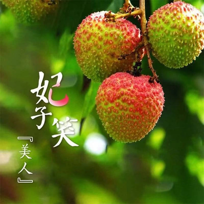 乌鲁木齐直发海南妃子笑荔枝新疆包邮到家甜滋滋的