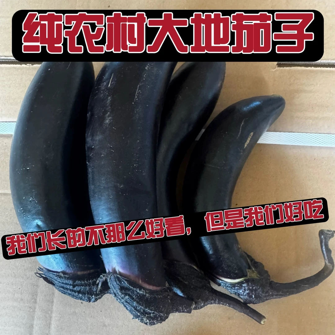 东北新鲜现摘紫库茄子农家老品种当季蔬菜农家菜