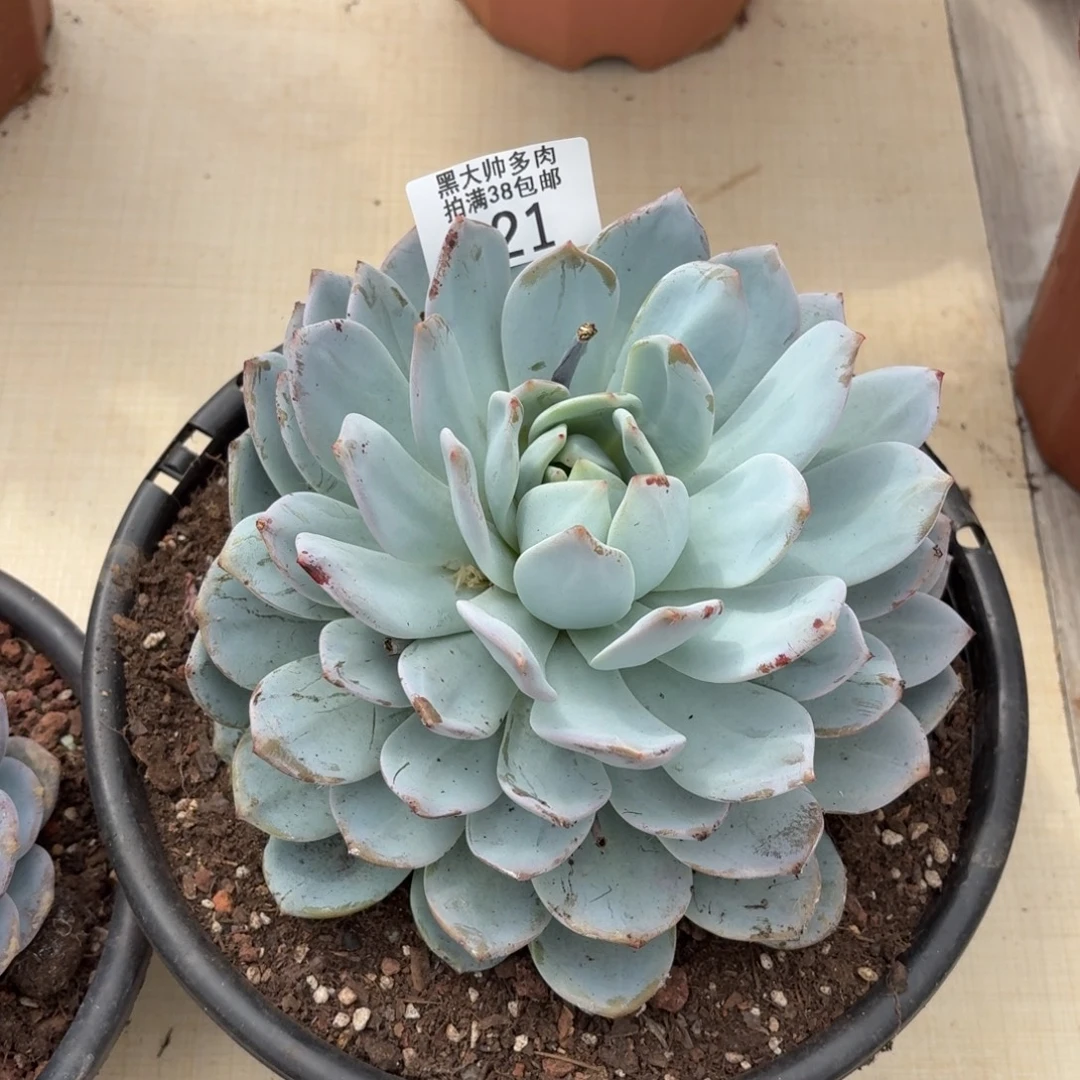 哈***海黑大帅多肉121橙子杂