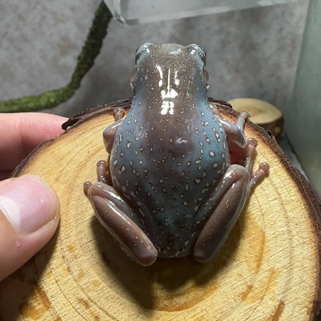 老爷树蛙4 特蓝金头金背大胖子