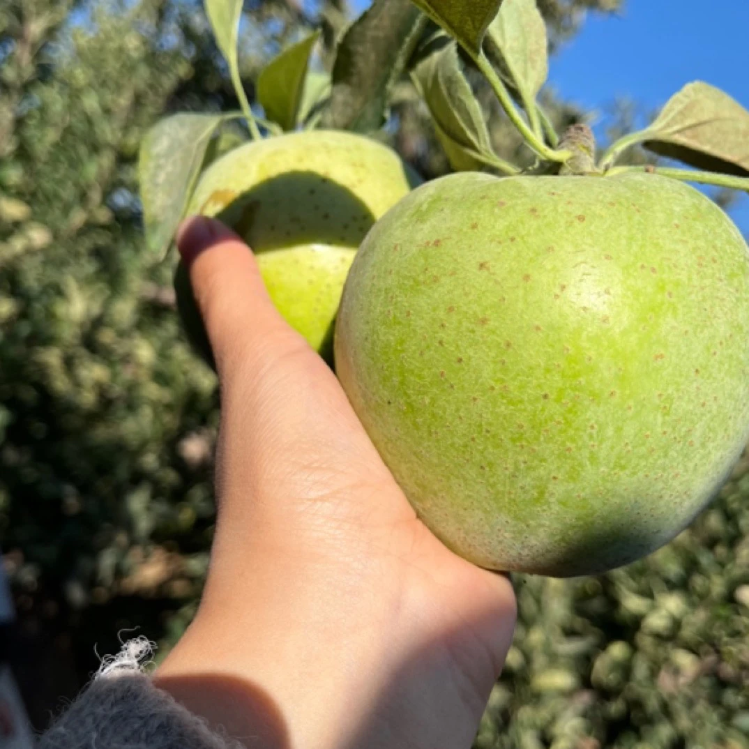 正宗大连不套袋王林苹果 现摘新鲜水果甘甜爽口汁多无渣