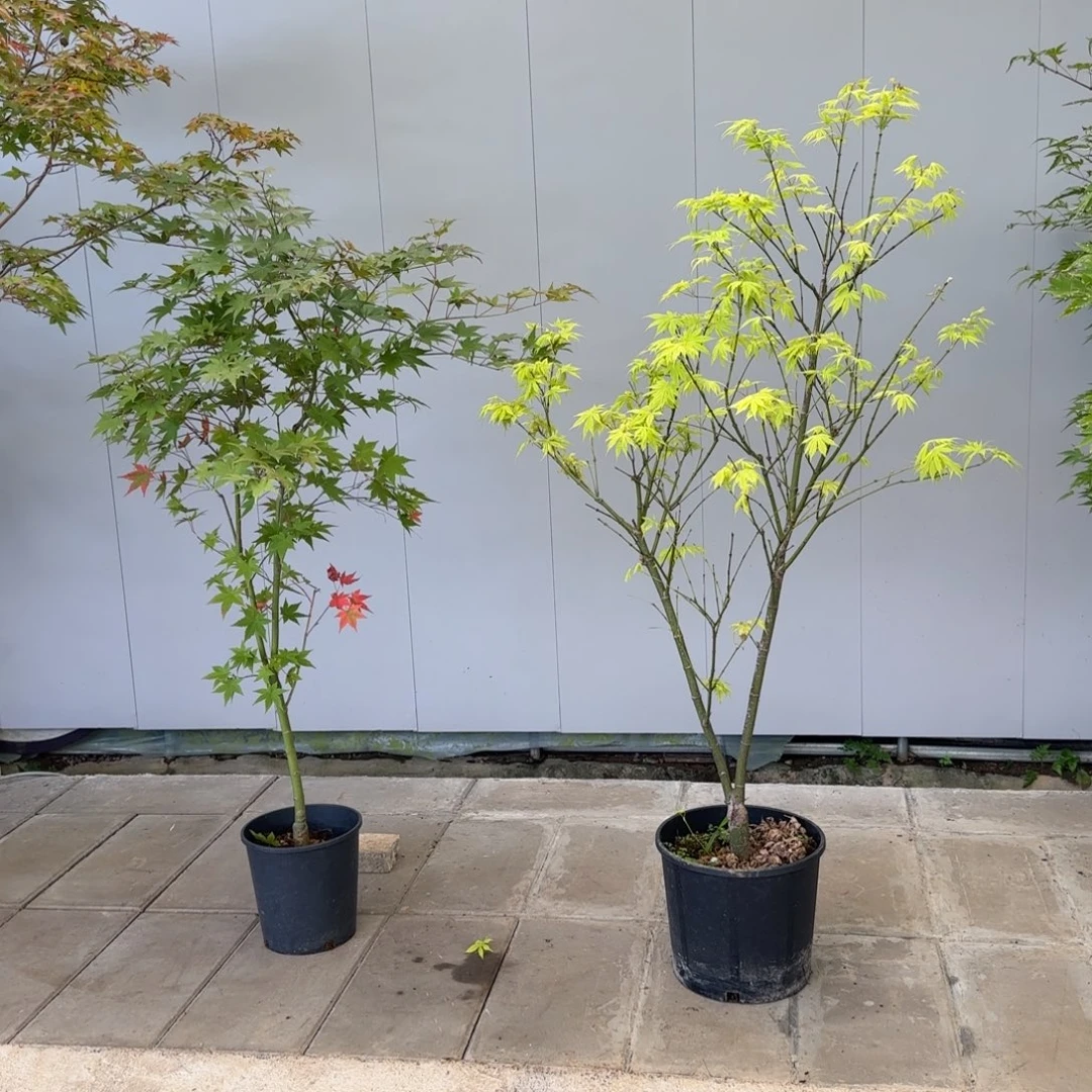 @***头无花朵中之乡黄八丈