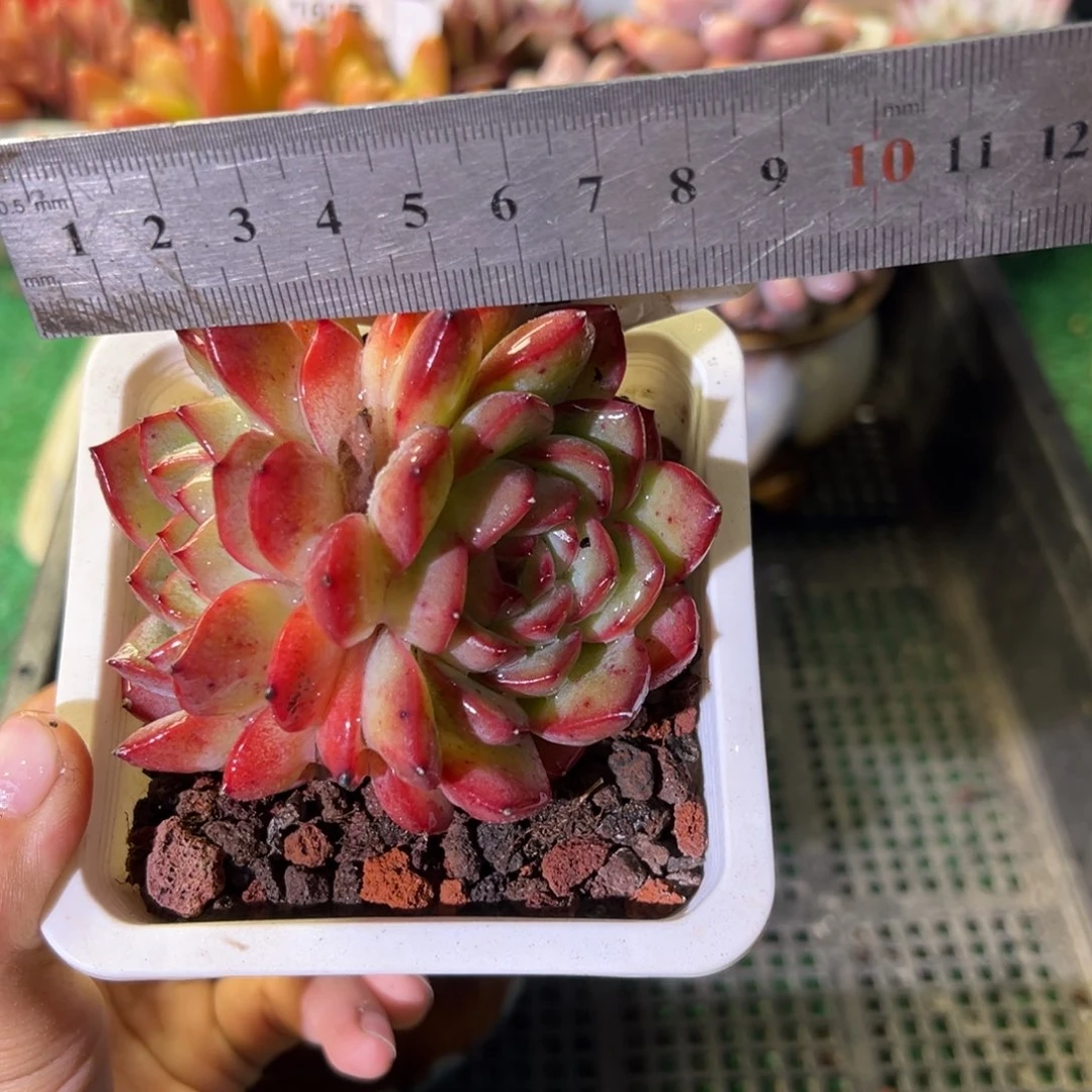 表妹精品多肉植物199.