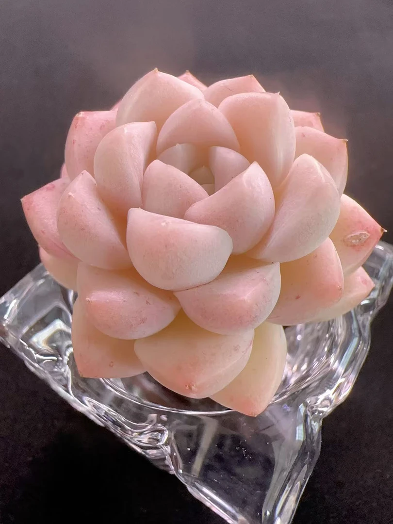 【无土多肉摆件】无土 白美人 控养精品多肉室内阳台好养