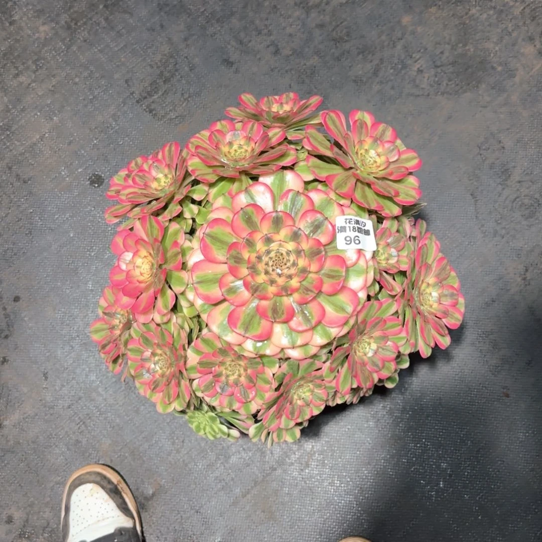 粉钻法师多肉植物