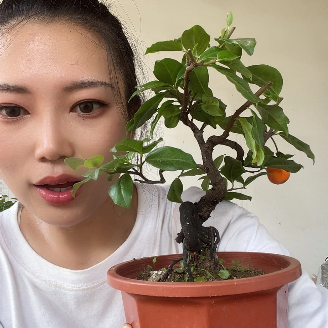 无花朵金弹子一物一拍小盆景