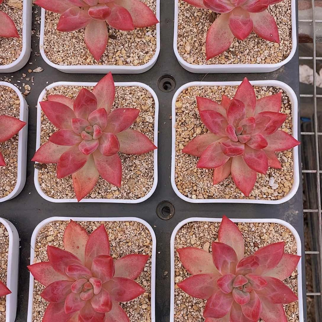 0530- 知音美人单头一颗 量拍