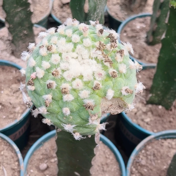 涵****计草球有伤仙人球开花