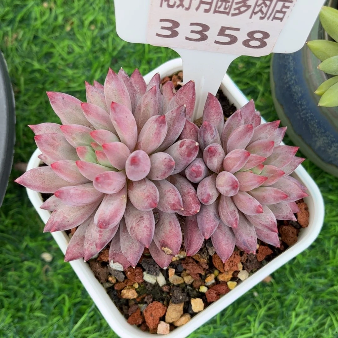 多肉植物3358 满30包邮