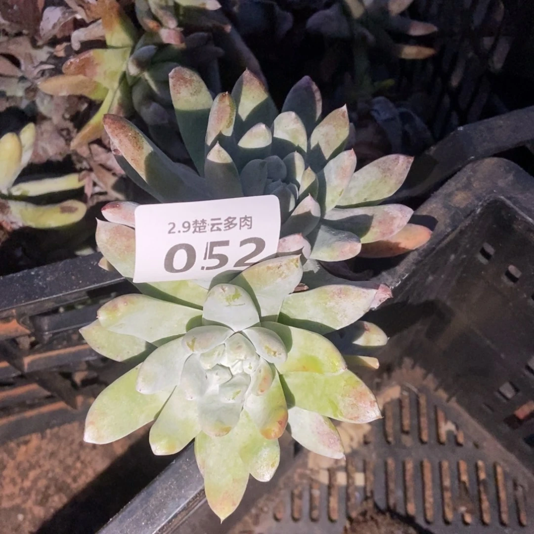 052多肉植物l啦啦啦