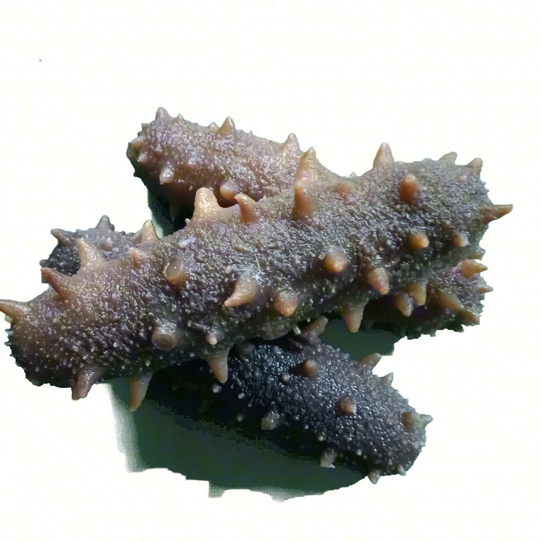 烟台养马岛亨坤(鲜)即食海参500克/袋(6头一8头)顺丰到家品质保证