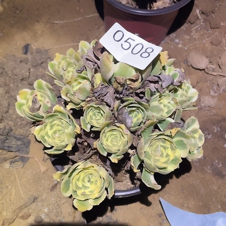 多肉植物法师508迈巴赫