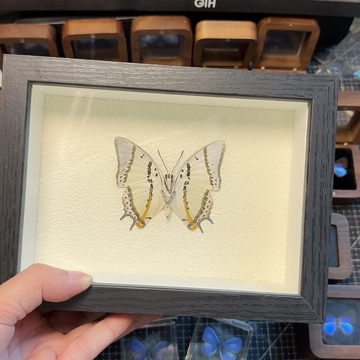真蝴蝶标本真玻璃相框