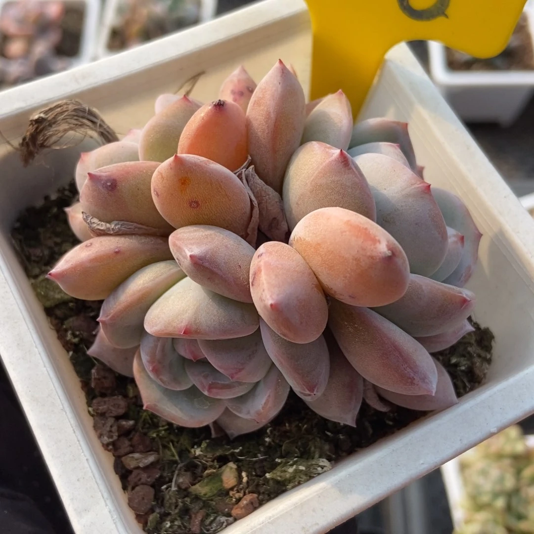 726石榴籽多肉植物