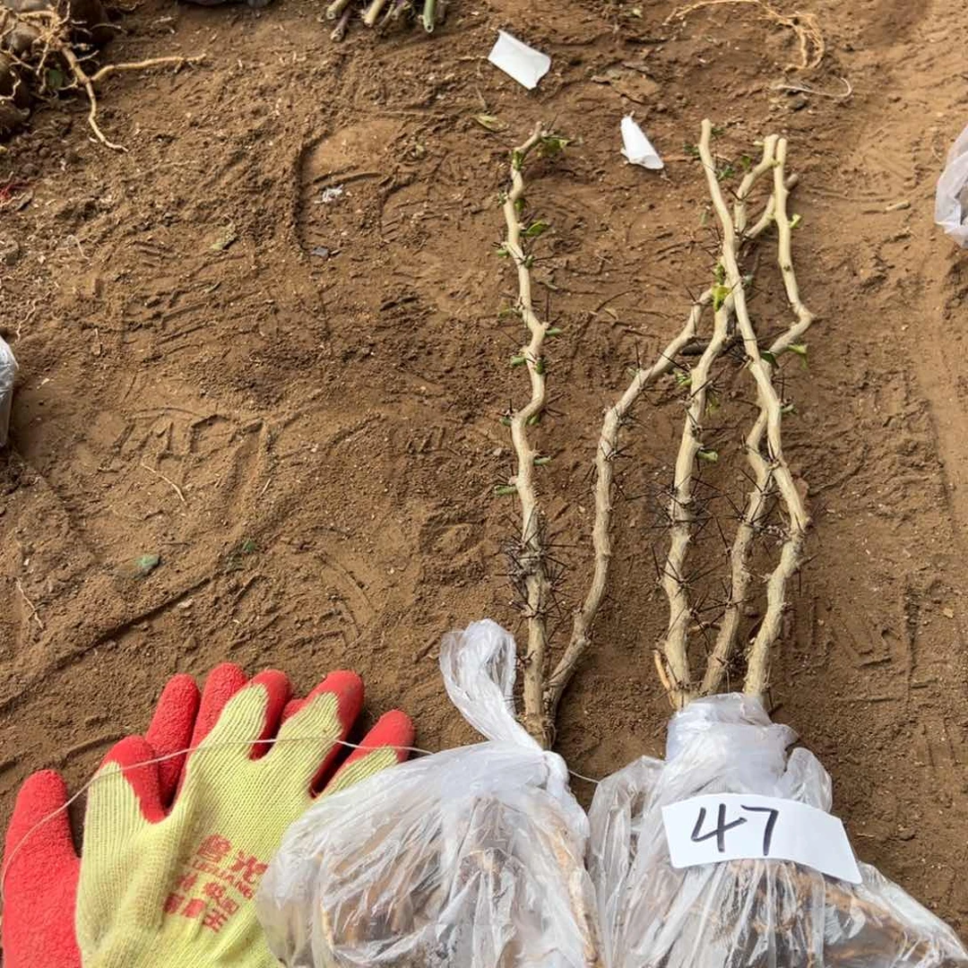 60公分直杆叶仙五颗编号47