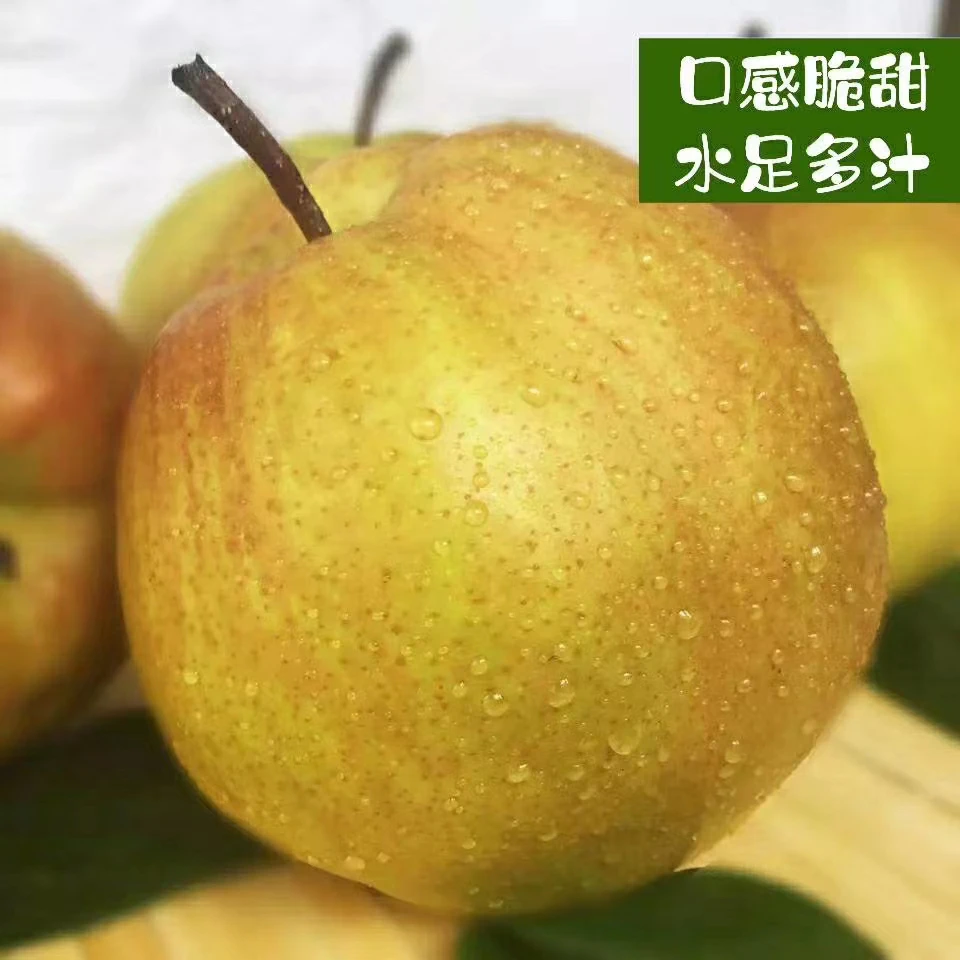 山西玉露香梨脆甜好8斤中大果好吃主播推荐