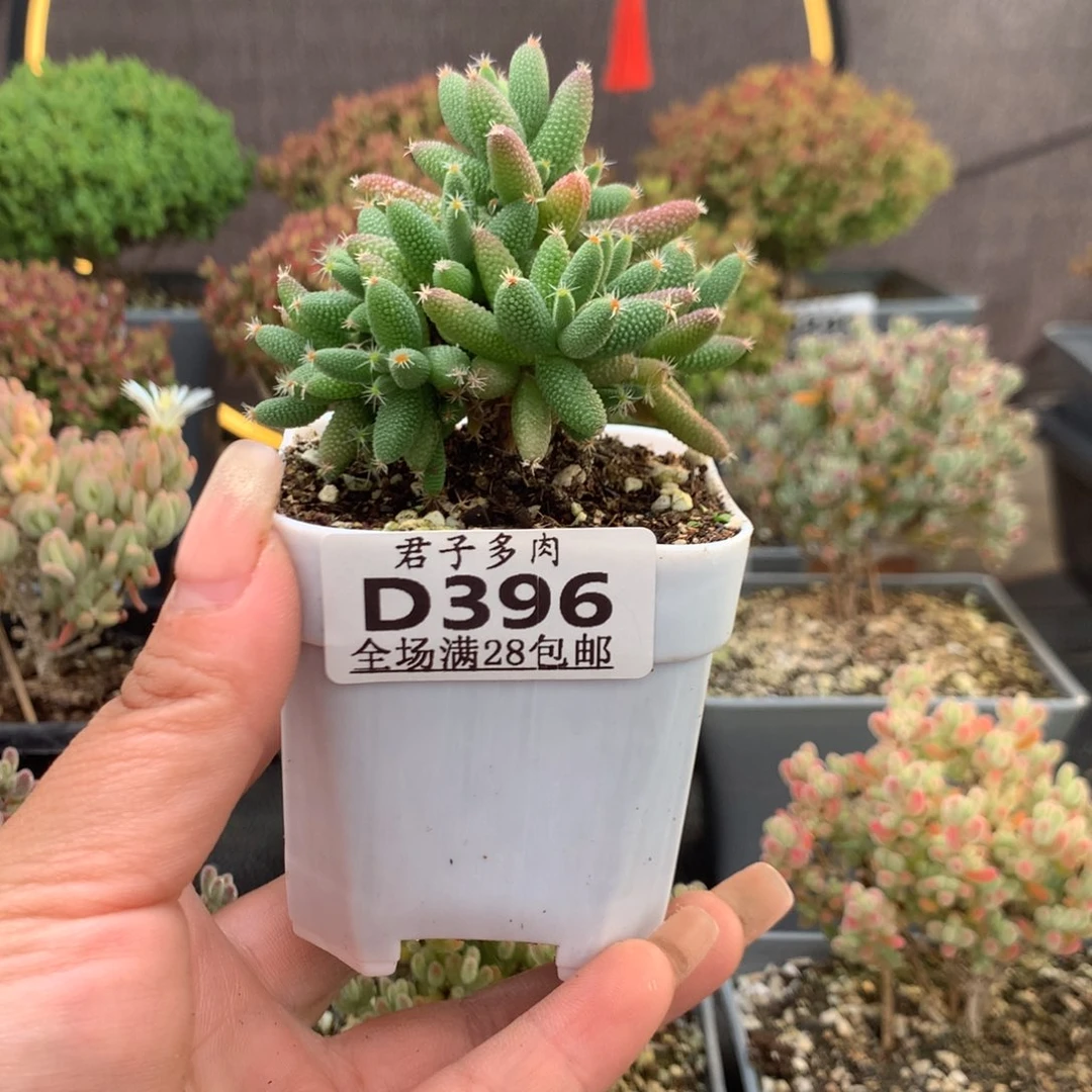 396玉米。               