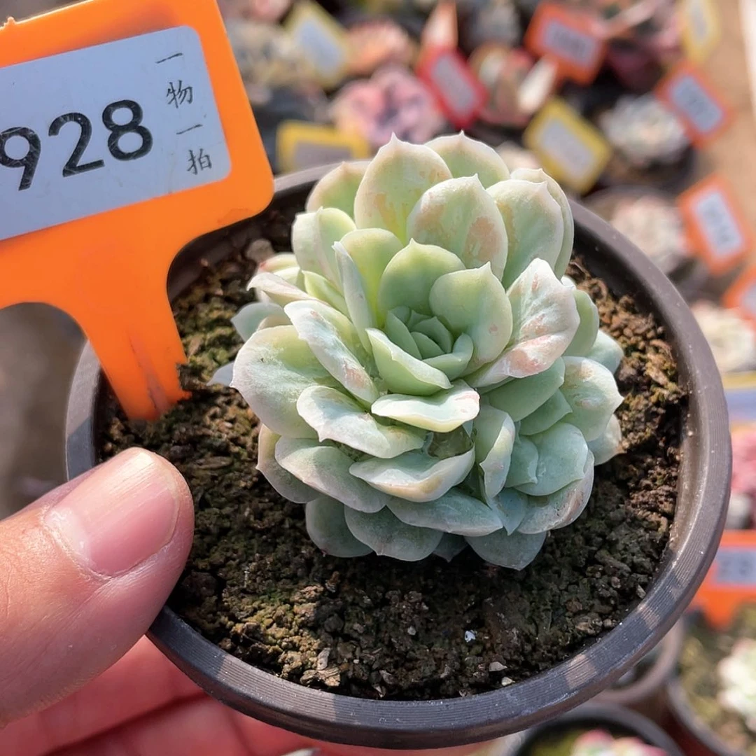 【闪购商品】928号
