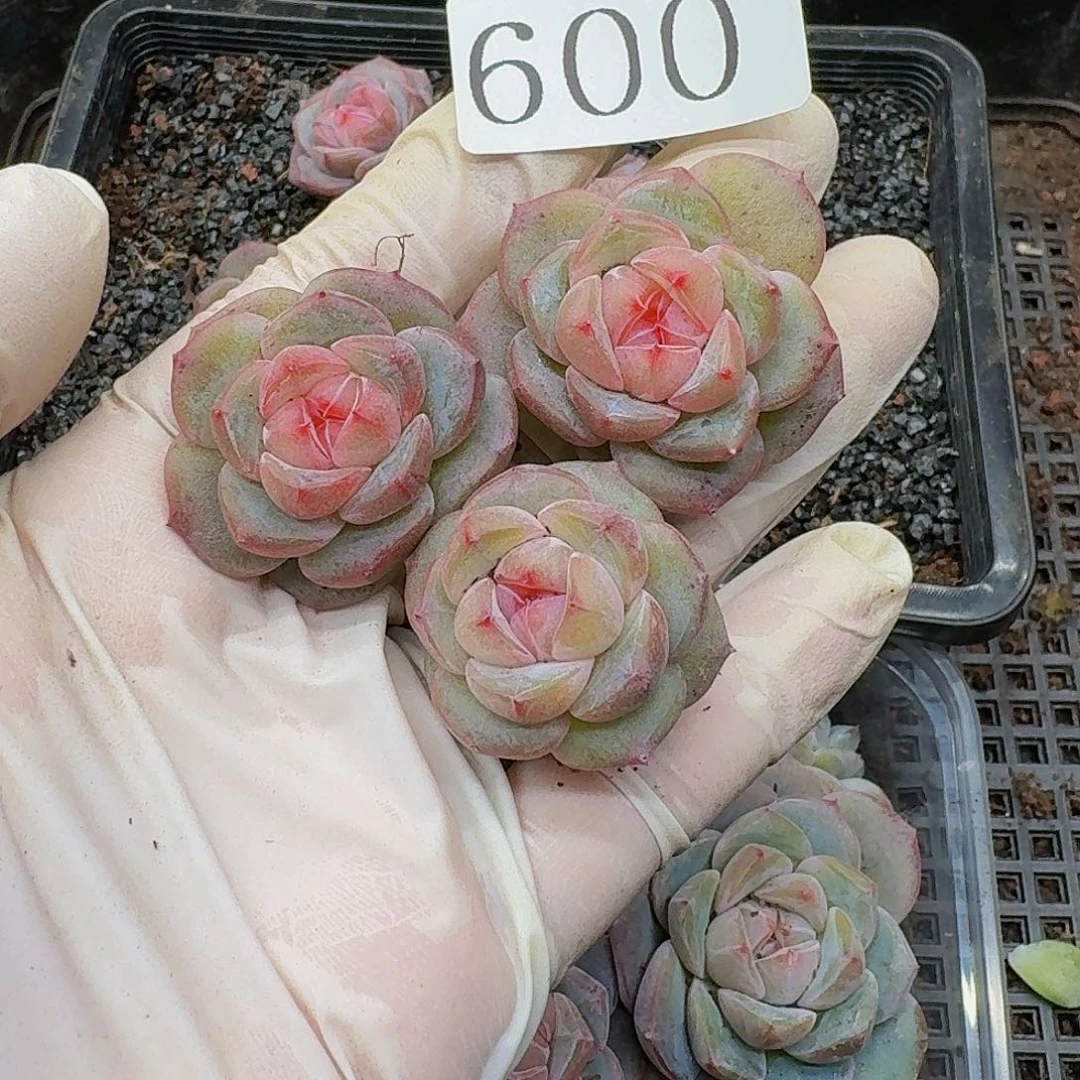 @****头多肉植物多肉植物600