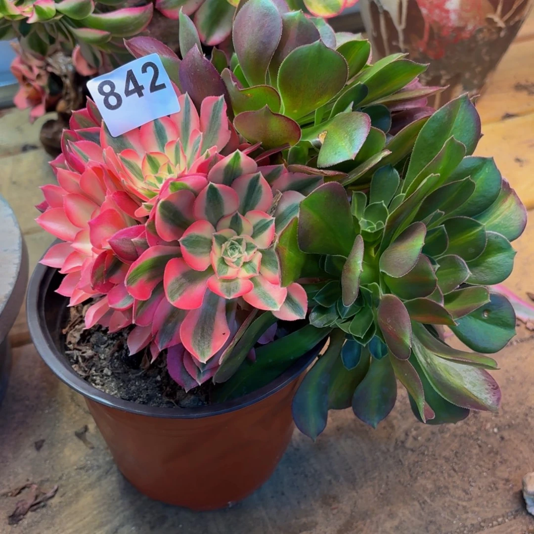 多肉法师粉女巫阴阳842