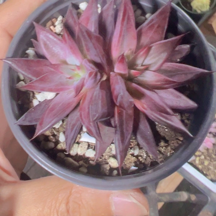 红檀汁精品多肉植物