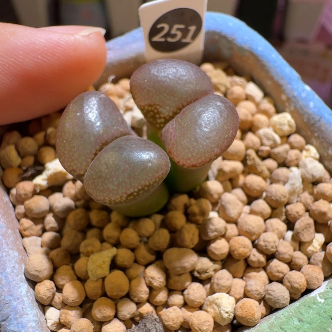 崔***儿多肉植物福利风铃251
