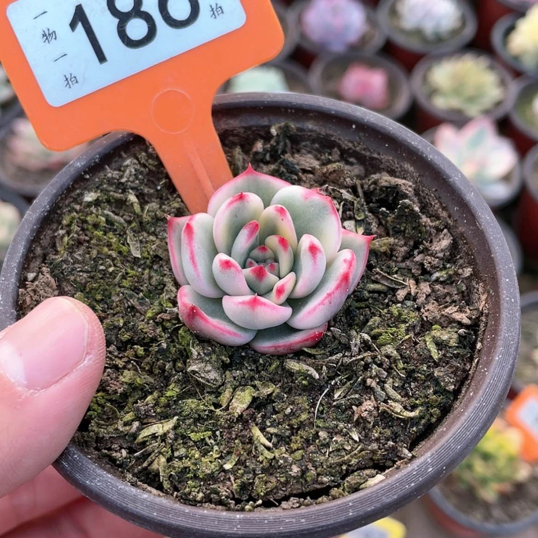 【闪购商品】186号