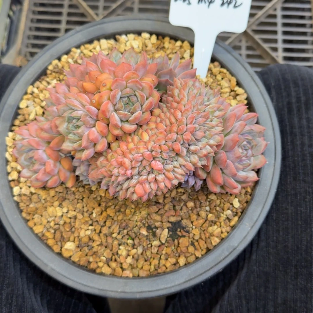 *****一物一拍黑曼巴缀化242