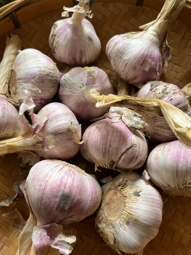 2025新鲜紫皮白蒜 湘西本地蒜头大蒜