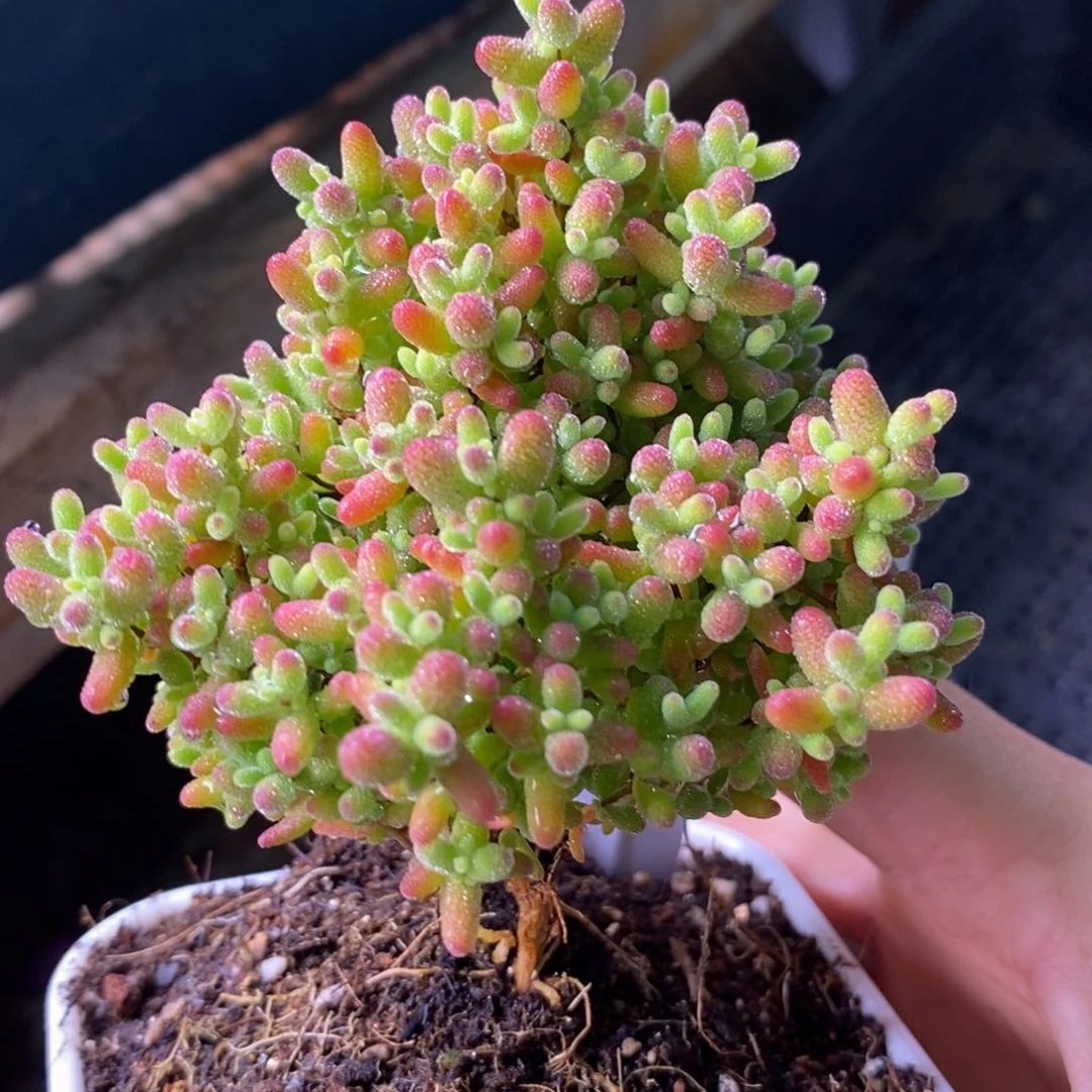 那**?48蜜橘带盆。