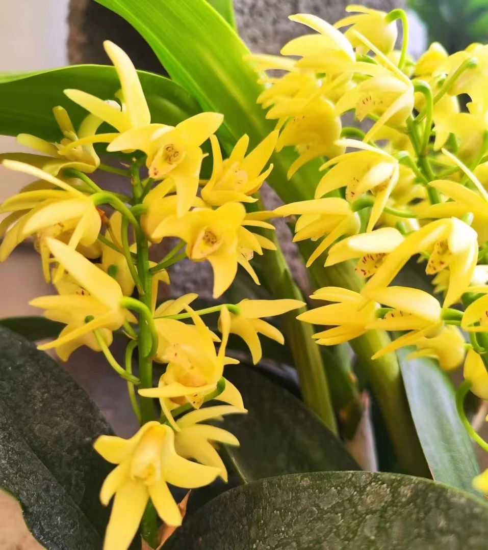 特价黄色大明石斛 爆花耐寒好养室内阳台 云南鲜花绿植