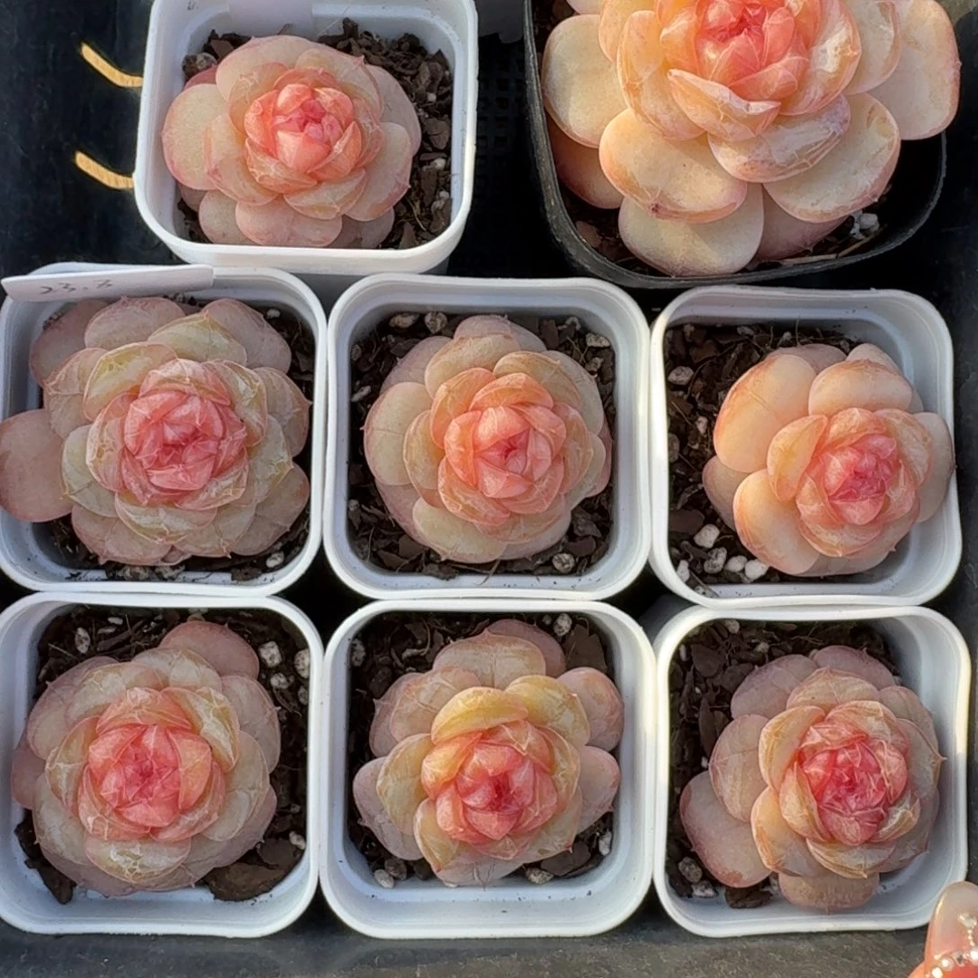 1229-030-秋意浓一颗量拍