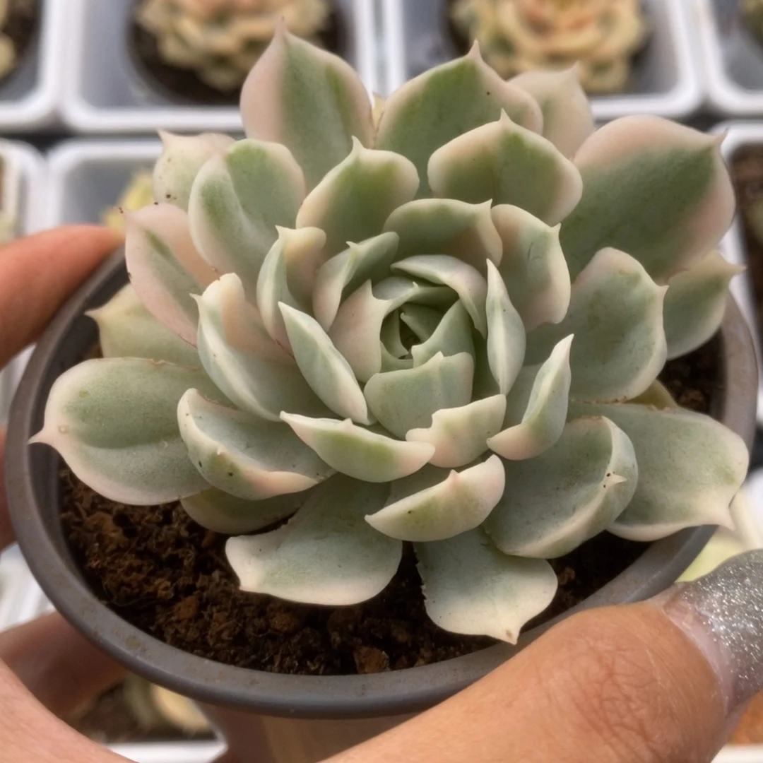 744昂丝诺锦锦锦锦锦锦锦