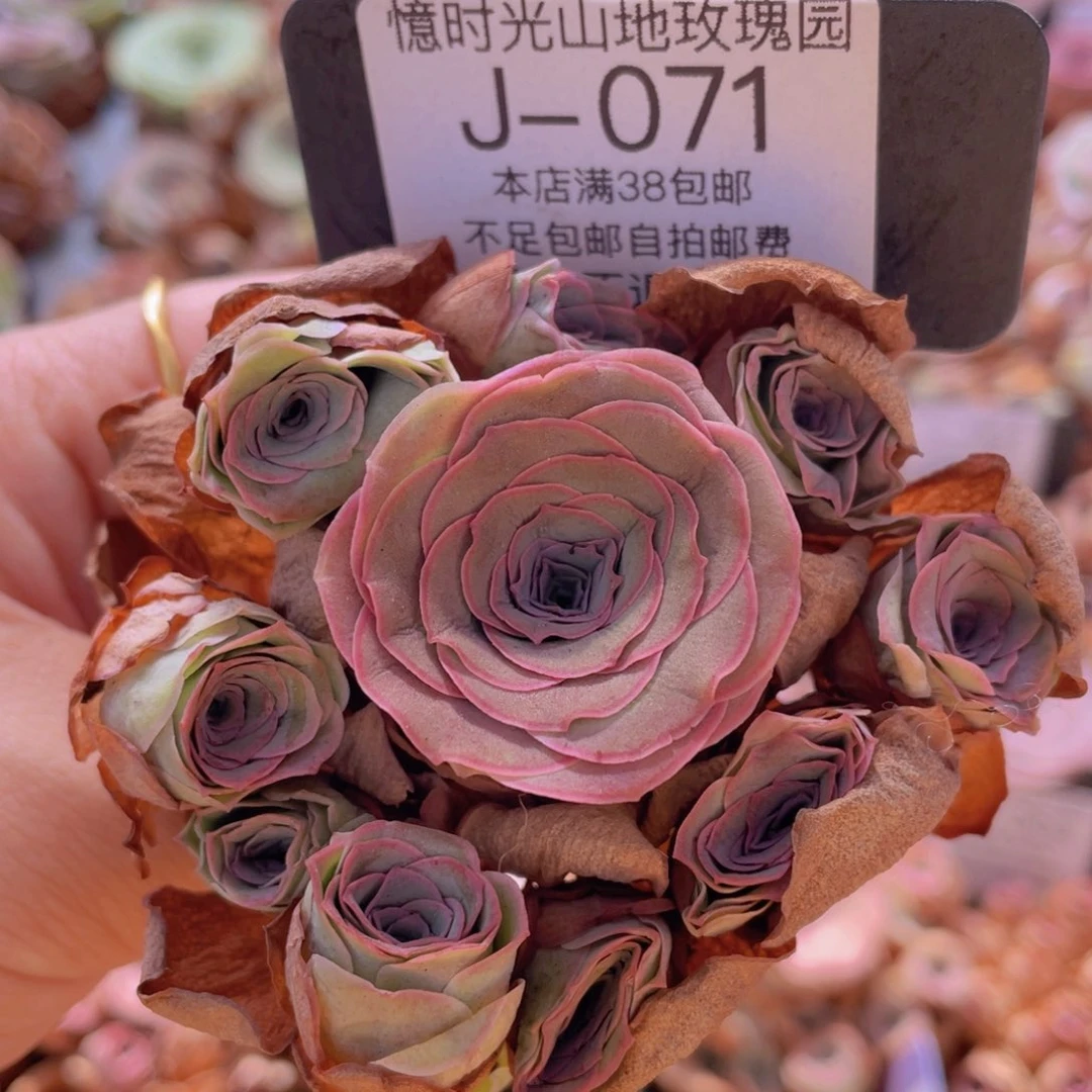 山地玫瑰zJ071裸根发货断枝不包损不售后