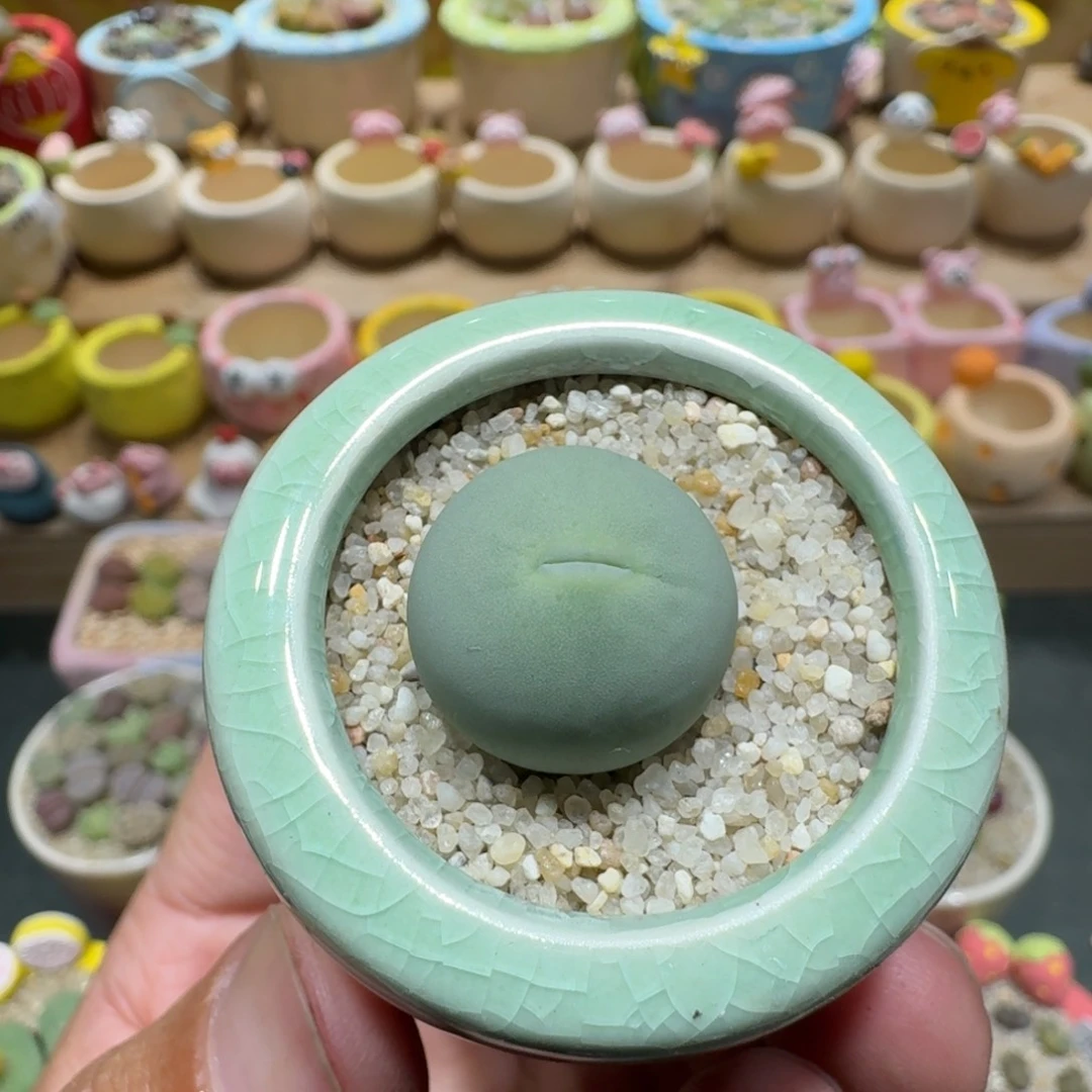 蘑菇1221鸽子蛋多肉植物