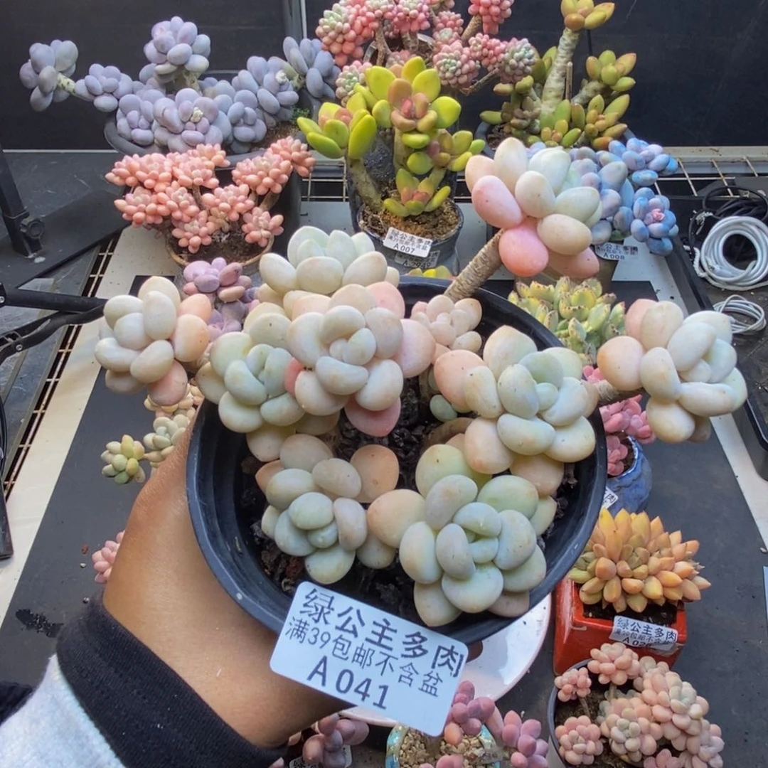 041白奶糖多肉9c m