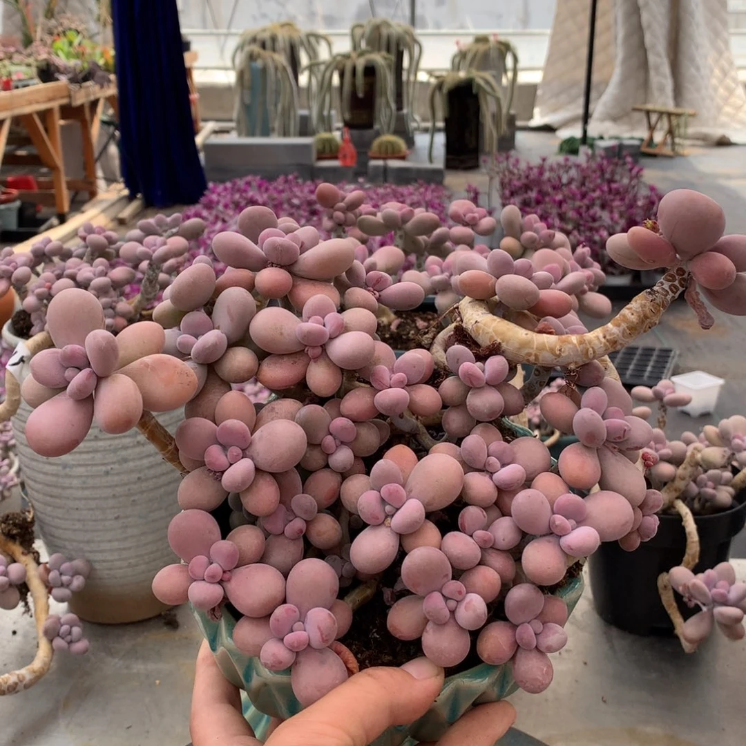 桃蛋老桩不带盆25号