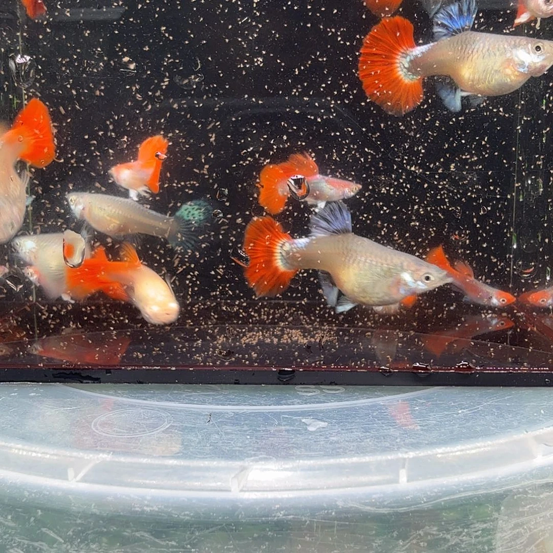 海水鱼折扇一缸种鱼