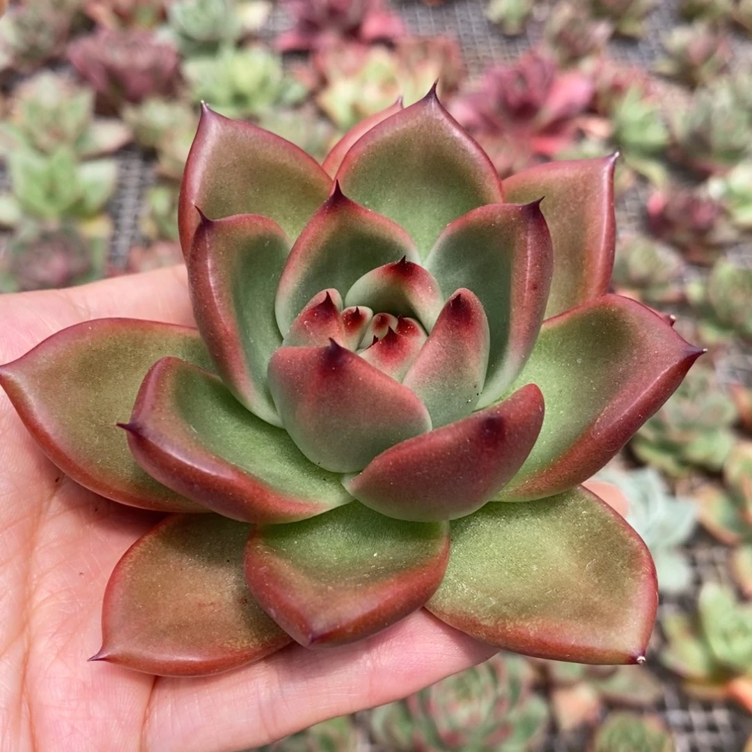 无花朵35包邮，东云系多肉植物