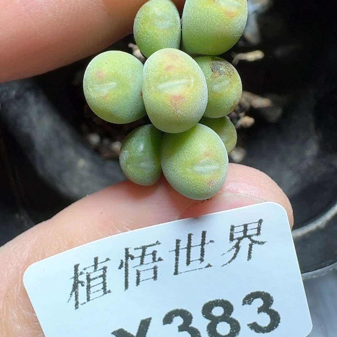 383盒多肉植物哇c g