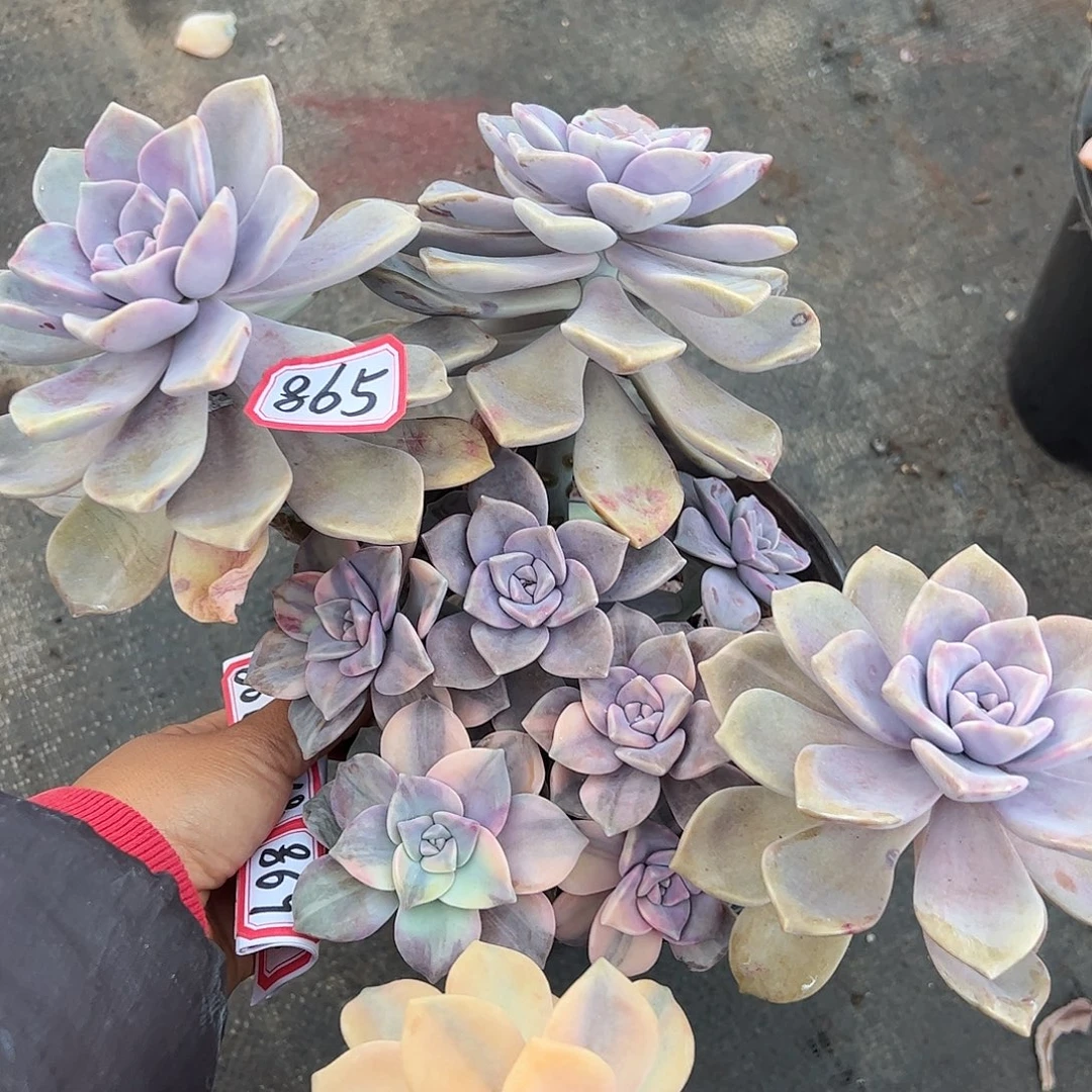 865号紫乐锦，一物一拍